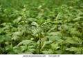 Chrysanthemum Aphrodite